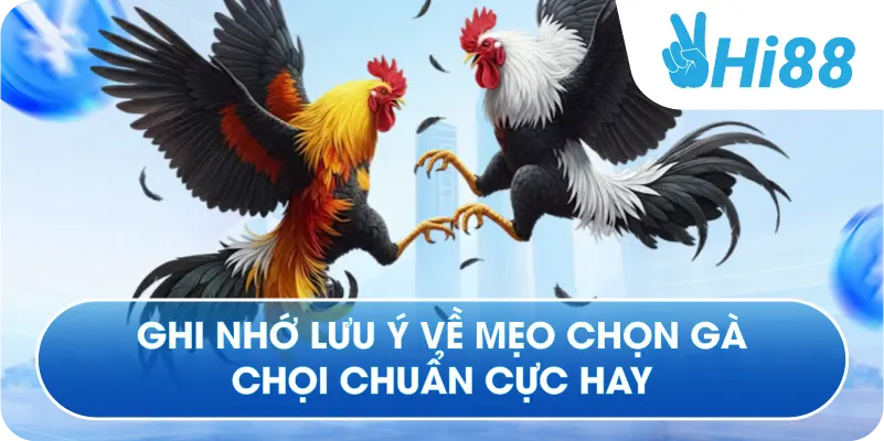 Ghi nhớ lưu ý về mẹo chọn gà chọi chuẩn cực hay